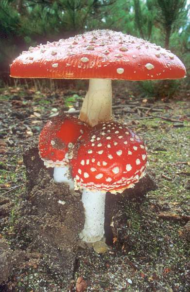 15, Ammanta (18).jpg - Ammanta